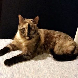 Meet your Posher, Ivy